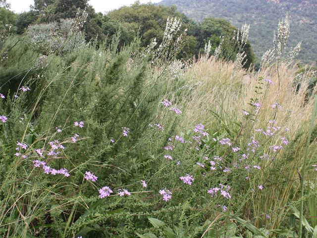 Jamesbrittenia grandiflora previously Sutera and Chlorophytum kookianum grassland garden